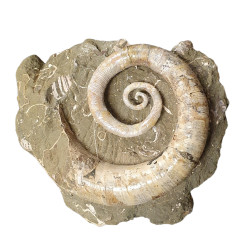 Ephamulina arcuata 