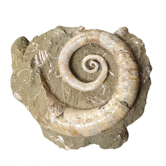 Ephamulina arcuata 