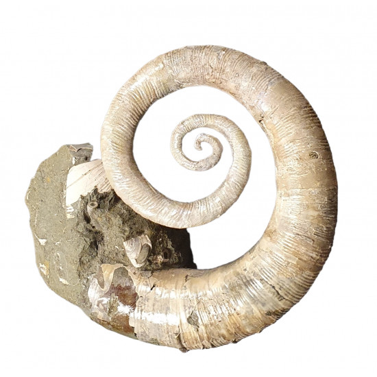 Ephamulina arcuata 