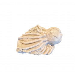 Cribanocrinus watersianus
