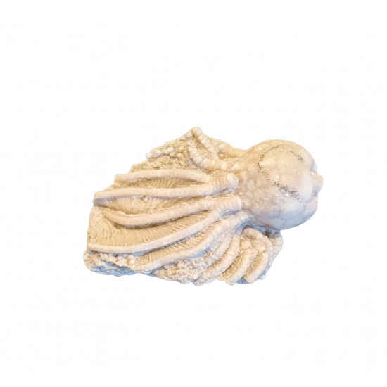 Cribanocrinus watersianus