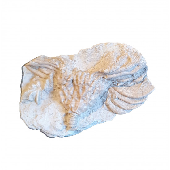 Cactocrinus imperator 