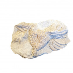 Cactocrinus imperator 