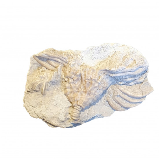 Cactocrinus imperator 