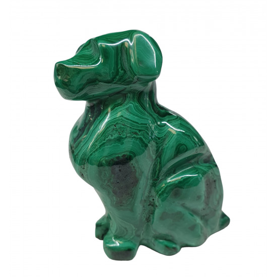 dog malachite