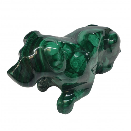 dog malachite