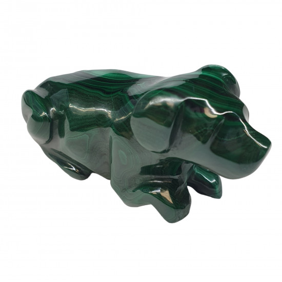 dog malachite