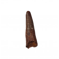 siroccopteryx moroccensis (pterosaur tooth)