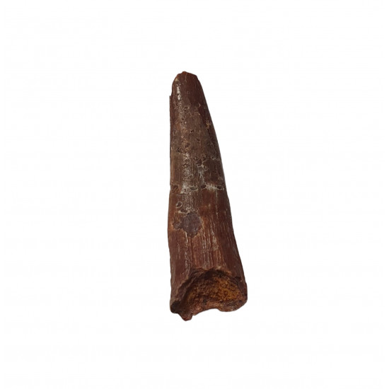 siroccopteryx moroccensis (pterosaur tooth)