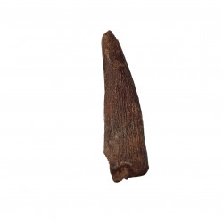 siroccopteryx moroccensis (pterosaur tooth)