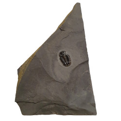Asaphiscus wheeleri 
