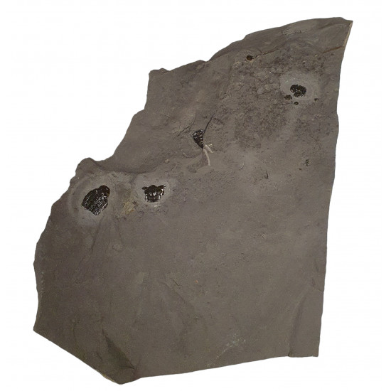 Elrathia kingii