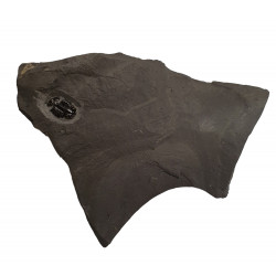 Elrathia kingii