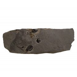 Elrathia kingii