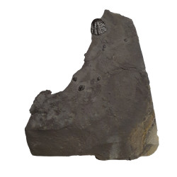 Elrathia kingii