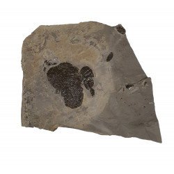 Elrathia kingii