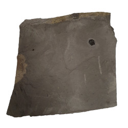 Elrathia kingii