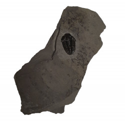 Altiocculus harrisi (rare)