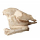 Mesohippus bairdi (skull)