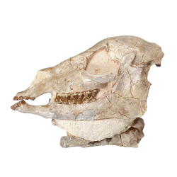 Mesohippus bairdi (skull)