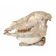 Mesohippus bairdi (skull)