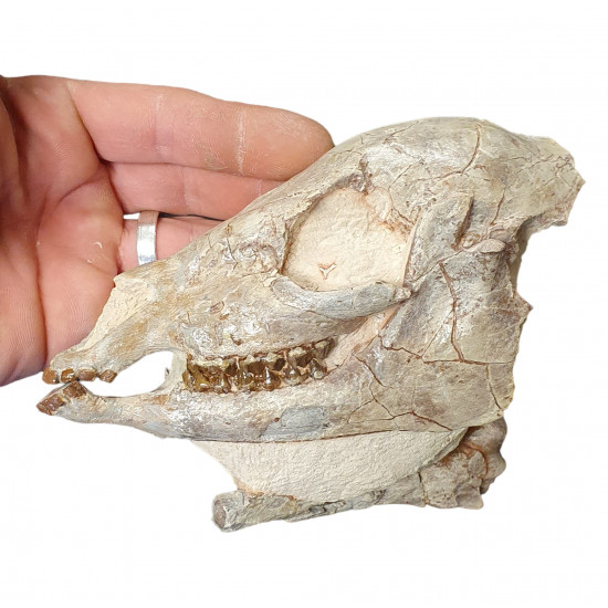 Mesohippus bairdi (skull)