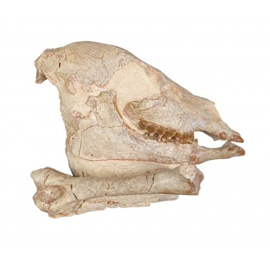 Mesohippus bairdi (skull)