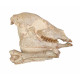 Mesohippus bairdi (skull)