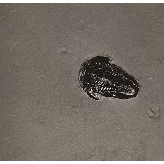 Bolaspidella housensis