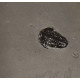 Bolaspidella housensis