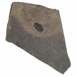 Elrathia kingii