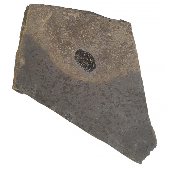 Elrathia kingii