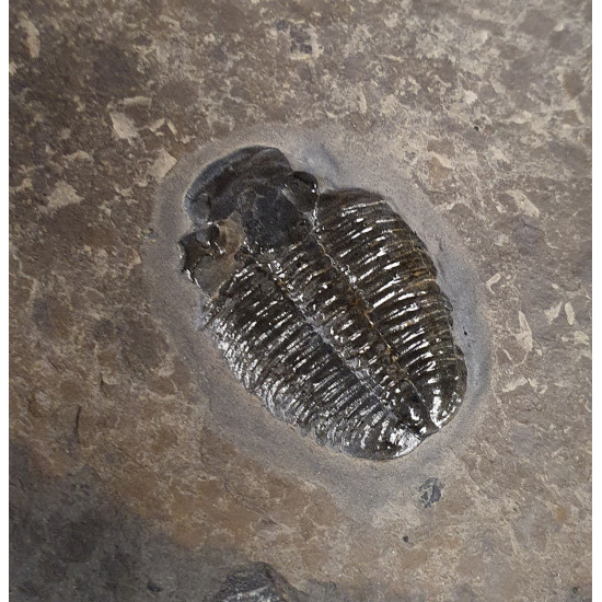 Elrathia kingii