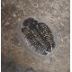 Elrathia kingii