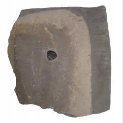 Elrathia kingii