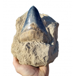 Otodus megalodon (carcharodon megalodon - megaselachus) indonésie 14,5 cm