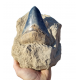 Otodus megalodon (carcharodon megalodon - megaselachus) indonesia 14.5 cm Otodus megalodon (carcharodon megalodon - megaselachus) indonesia 14.5 cm