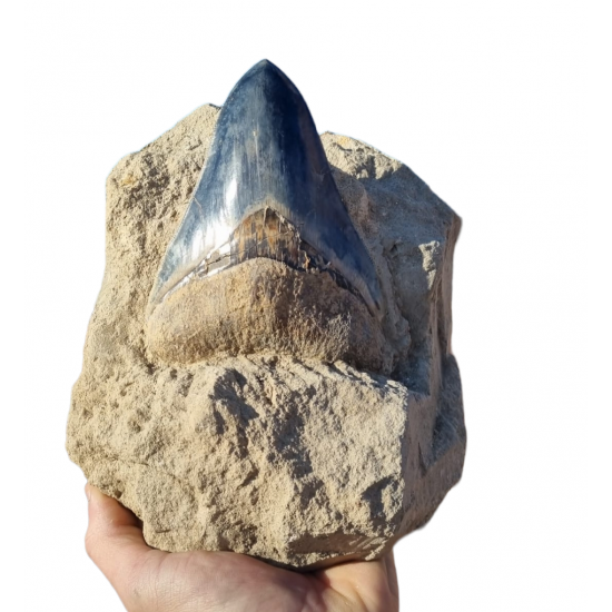 Otodus megalodon (carcharodon megalodon - megaselachus) indonesia 14.5 cm Otodus megalodon (carcharodon megalodon - megaselachus) indonesia 14.5 cm