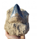 Otodus megalodon (carcharodon megalodon - megaselachus) indonesia 14.5 cm Otodus megalodon (carcharodon megalodon - megaselachus) indonesia 14.5 cm