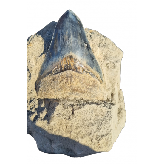 Otodus megalodon (carcharodon megalodon - megaselachus) indonesia 14.5 cm Otodus megalodon (carcharodon megalodon - megaselachus) indonesia 14.5 cm