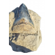 Otodus megalodon (carcharodon megalodon - megaselachus) indonesia 14.5 cm Otodus megalodon (carcharodon megalodon - megaselachus) indonesia 14.5 cm