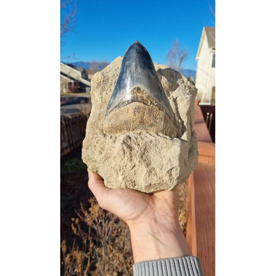Otodus megalodon (carcharodon megalodon - megaselachus) indonesia 14.5 cm Otodus megalodon (carcharodon megalodon - megaselachus) indonesia 14.5 cm