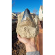 Otodus megalodon (carcharodon megalodon - megaselachus) indonesia 14.5 cm Otodus megalodon (carcharodon megalodon - megaselachus) indonesia 14.5 cm