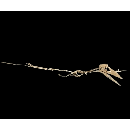 Phosphatodraco mauritanicus (Pterosaure)