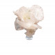 apophyllite on stilbite