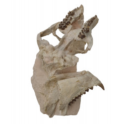 Merycoidodon culbertsoni (skull)