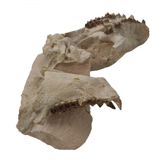 Merycoidodon culbertsoni (skull)