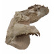 Merycoidodon culbertsoni (skull)