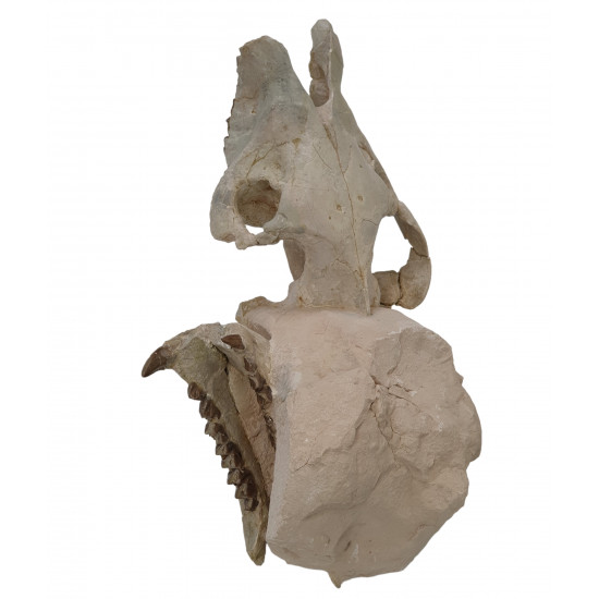 Merycoidodon culbertsoni (skull)