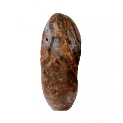 Petrified Wood Free Form